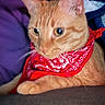 alert, animal, bandana, cat, closeup, cute, domestic_cat, ears, feline, fur, indoor, orange_tabby, pet, portrait, purple_background, red_bandana, relaxed, resting, soft_fur, whiskers