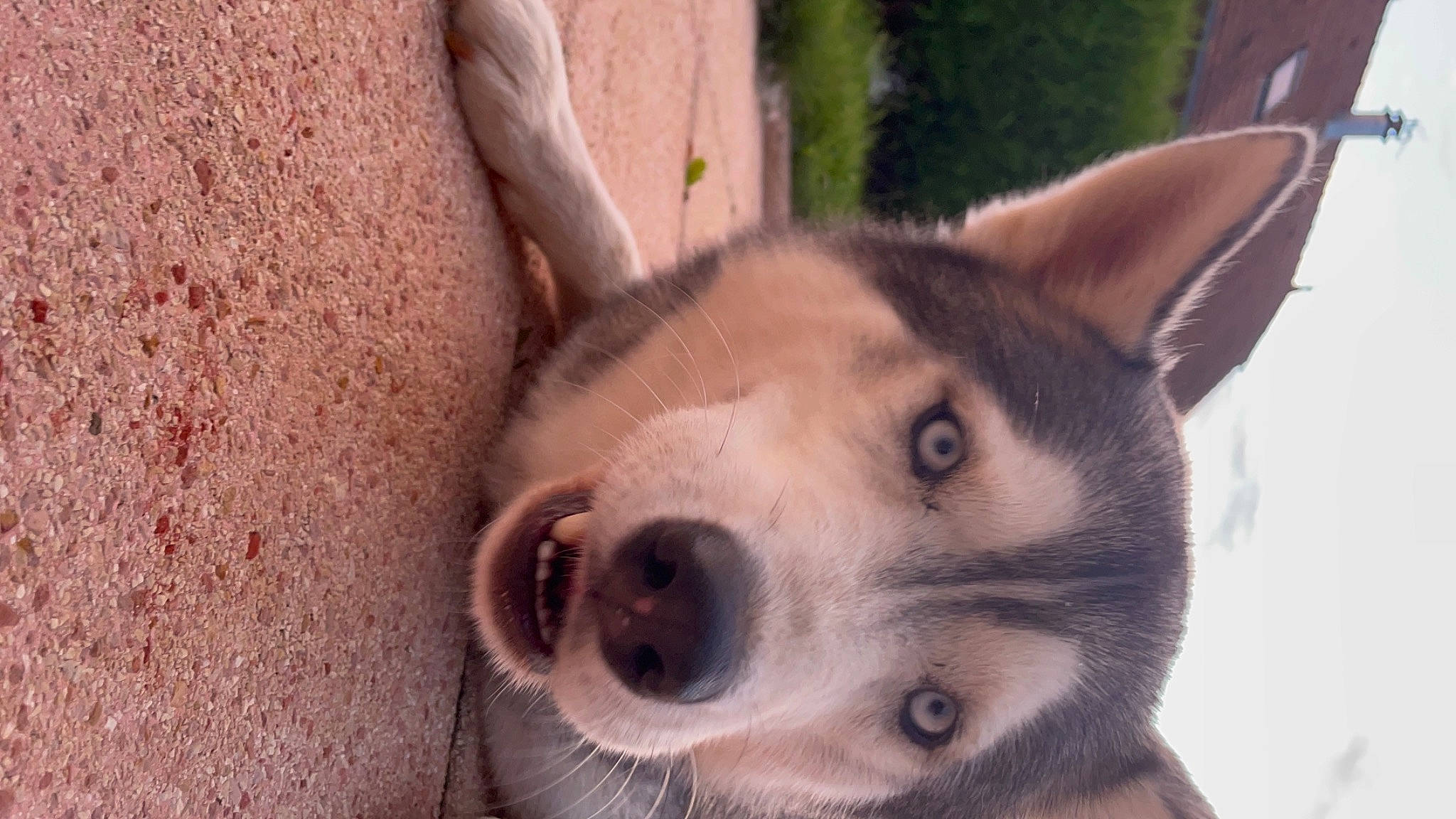 Phoenix a rejoint le concours — aidez-le/la à gagner de superbes lots ! ancient_dog_breeds, canidae, canis, carnivore, companion_dog, dog, dog_breed, fur, non_sporting_group, puppy, siberian_husky, sled_dog, soil, sporting_group, terrestrial_animal, tree, whiskers, window, working_animal, working_dog