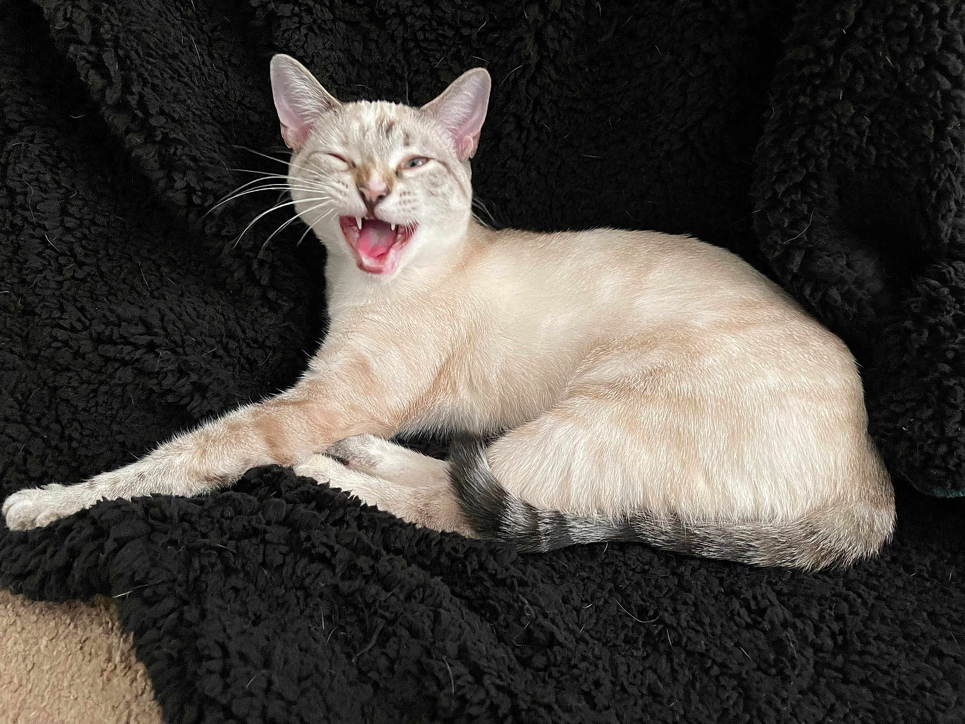 Snowy is registered to the contest to win money with this photo: cat, feline, animal, pet, light_fur, striped_tail, whiskers, ears, mouth_open, relaxed, cozy, blanket, fur_texture, indoor, resting, cute, playful, one_eye_closed, lying_down, black_background