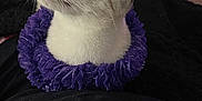 Snowy joined the competition — help win amazing prizes! cat, animal, pet, purple_lei, flower_lei, fur, whiskers, face, closed_eyes, content, indoor, black_blanket, relaxed, cute, feline, soft, muzzle, ears, nose, sitting