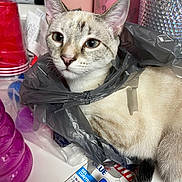 Snowy joined the competition — help win amazing prizes! black, butterfly, cat, closeup, cluttered, container, curious, domestic_animal, eyes, fur, glue, gray, indoor, pet, pink, pink_bottle, plastic_bag, tabletop, tail, white