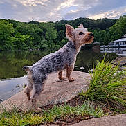 Frida is registered to the contest to win money with this photo: animal, calm, canine, clouds, dog, fur, grass, greenery, lake, landscape, nature, outdoor, pet, reflection, rock, scenic, sky, small_dog, trees, water