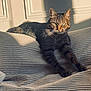 Simba participe au concours pour gagner de l'argent avec cette photo : cat, tabby, indoor, cushion, sunlight, relaxed, feline, pet, texture, striped, green_eyes, whiskers, shadow, cozy, resting, animal, fur, closeup, home, comfortable