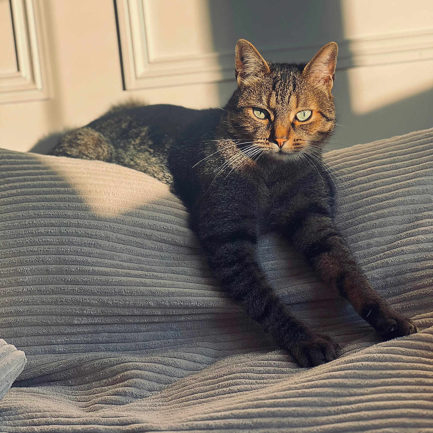 Simba participe au concours pour gagner de l'argent avec cette photo : animal, cat, closeup, comfortable, cozy, cushion, feline, fur, green_eyes, home, indoor, pet, relaxed, resting, shadow, striped, sunlight, tabby, texture, whiskers