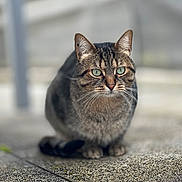 Simba a rejoint le concours — aidez-le/la à gagner de superbes lots ! cat, tabby_cat, animal, pet, outdoor, fur, green_eyes, whiskers, close_up, sitting, stone_surface, texture, background_blur, nature, cute, domestic_animal, mammal, alert, portrait, feline