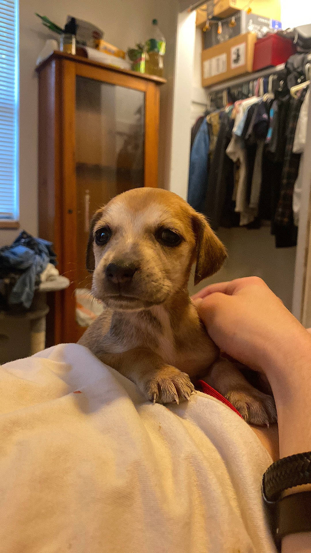 Pluto is registered to the contest to win money with this photo: canidae, carnivore, closet, clothes_hanger, comfort, companion_dog, dog, dog_breed, door, ear, fashion_design, fawn, flooring, fur, retail, snout, sporting_group, whiskers, window, window_blind