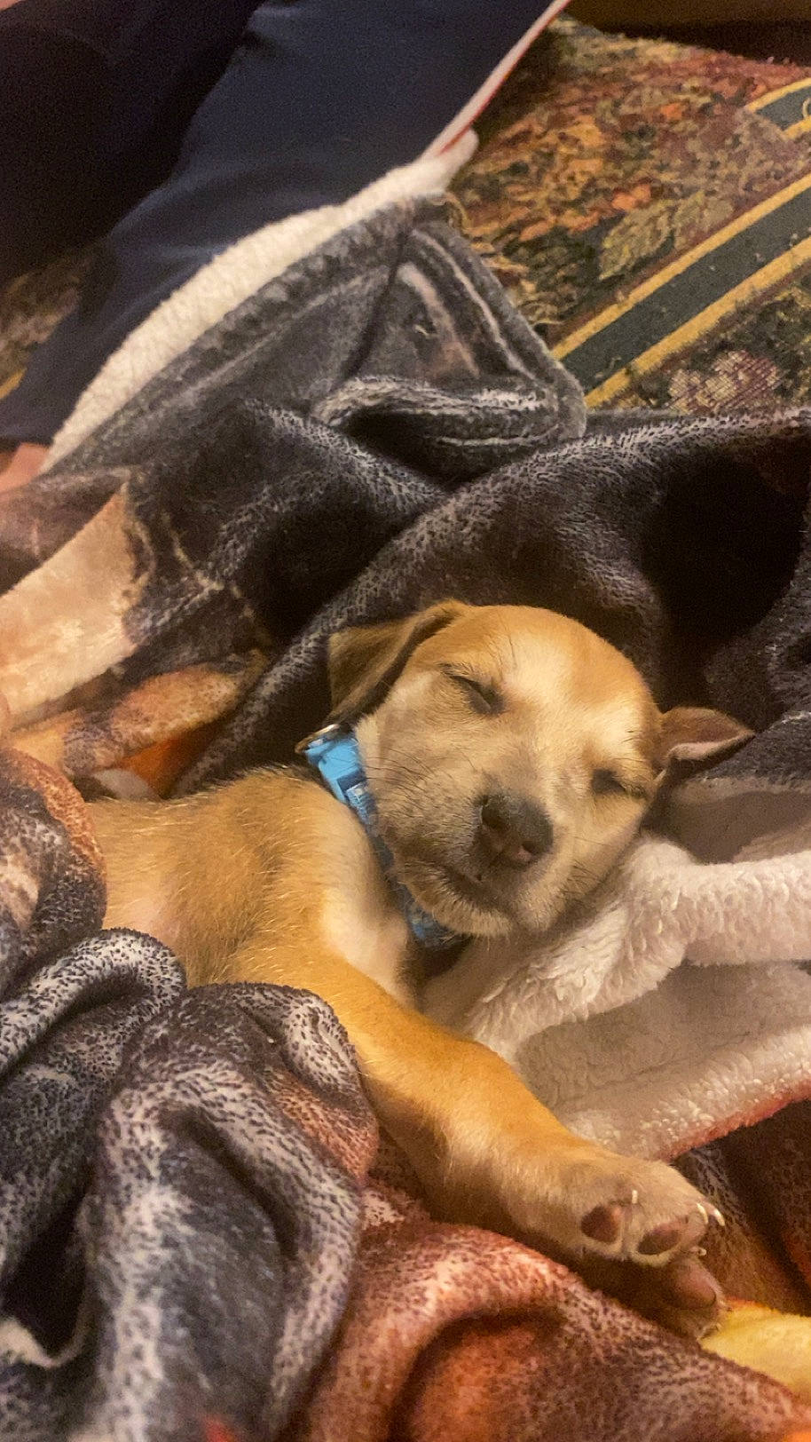 Pluto is registered to the contest to win money with this photo: carnivore, comfort, companion_dog, dog, dog_breed, fawn, fur, nap, paw, sleep, snout, sporting_group, working_dog