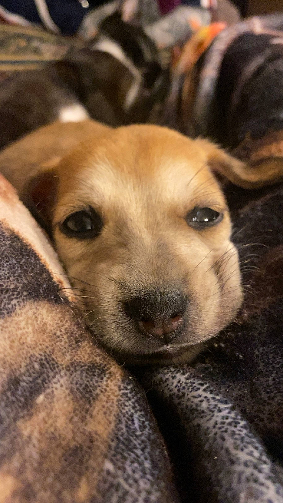 Pluto joined the competition — help win amazing prizes! bored, canidae, carnivore, close_up, companion_dog, dog, dog_breed, ear, eye, fawn, fur, paw, puppy, puppy_love, snout, sporting_group, street_dog, terrestrial_animal, whiskers, wildlife