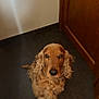 dog, cocker_spaniel, pet, indoor, floor, wooden_door, brown, fur, looking_up, waiting, animal, companion, cute, ears, collar, portrait, canine, domestic_animal, friendly, curly_fur