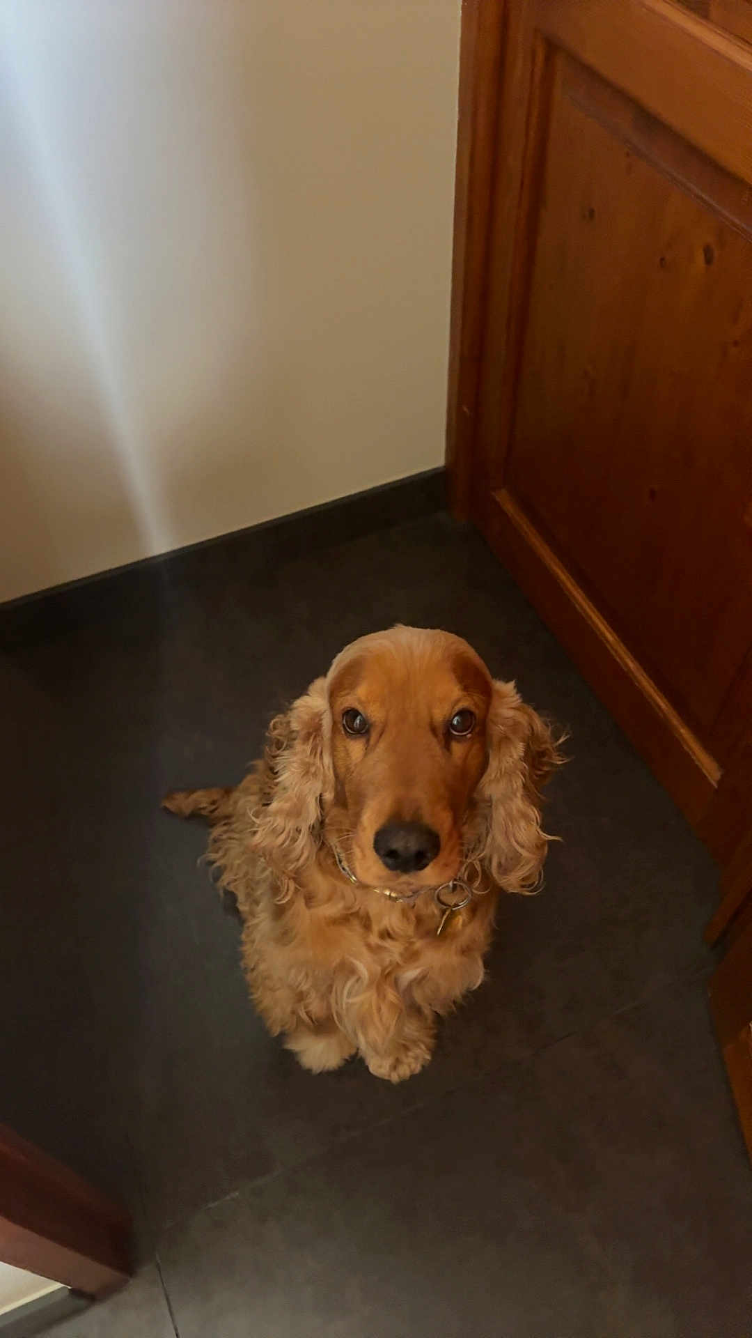 Réglisse participe au concours pour gagner de l'argent avec cette photo : dog, cocker_spaniel, pet, indoor, floor, wooden_door, brown, fur, looking_up, waiting, animal, companion, cute, ears, collar, portrait, canine, domestic_animal, friendly, curly_fur