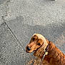 Réglisse participe au concours pour gagner de l'argent avec cette photo : canine, closeup, collar, colorful, dog, ears, fur, golden_brown, leash, looking_up, outdoor, pavement, person, pet, shoes, sidewalk, street, texture, urban, walking