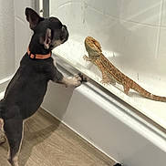 Reese joined the competition — help win amazing prizes! dog, bearded_dragon, lizard, glass_door, bathroom, curious, indoor, pet, floor, wood_floor, collar, shower, animal_interaction, standing, paw, close_up, watching, reflection, tile, black_rug