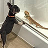 dog, bearded_dragon, lizard, glass_door, bathroom, curious, indoor, pet, floor, wood_floor, collar, shower, animal_interaction, standing, paw, close_up, watching, reflection, tile, black_rug