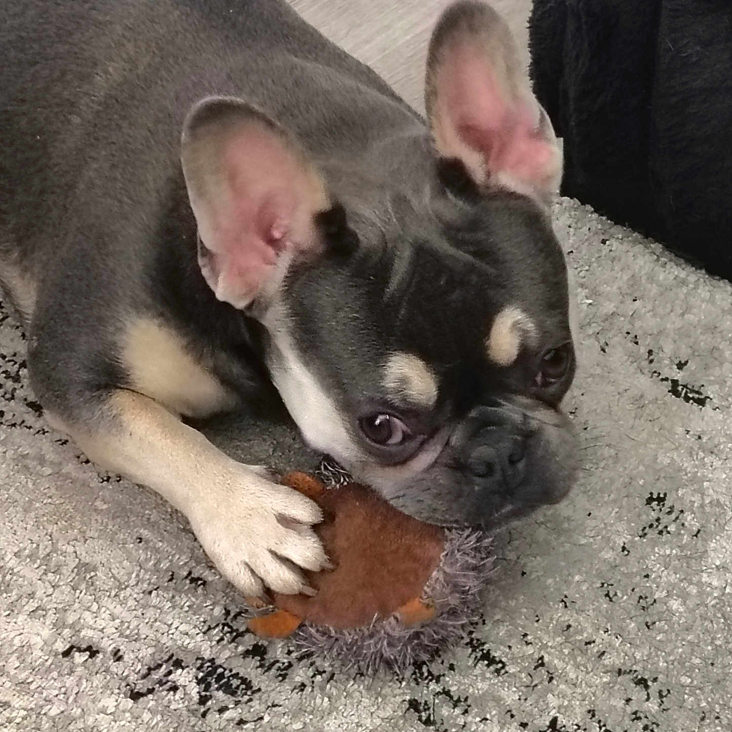 Reese joined the competition — help win amazing prizes! dog, french_bulldog, puppy, toy, carpet, paw, ears, pet, animal, lying_down, cute, brown, black, white, fur, indoor, playful, closeup, face, expression