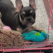 Reese is registered to the contest to win money with this photo: animal, blanket, canine, cozy, crate, cute, dog, ears, french_bulldog, fur, gray, indoor, paw, pet, pink, playful, plush_toy, puppy, resting, toy