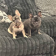 Midnight joined the competition — help win amazing prizes! animal, companion, couch, cozy, cute, dog, domestic_animal, ears, french_bulldog, furniture, furry, indoor, looking_at_camera, pet, portrait, puppy, relaxed, sitting, soft_texture, two_dogs
