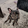 Midnight is registered to the contest to win money with this photo: black_chair, brown_eyes, carpet, close_up, curious, cushion, dog, ear, floor, french_bulldog, fur, furniture, home, indoor, looking_up, nose, pet, pink_pillow, puppy, sitting