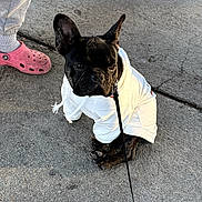 Midnight joined the competition — help win amazing prizes! dog, black_dog, hoodie, clothing, pet, leash, pavement, person, footwear, crocs, casual_clothing, outdoor, sidewalk, animal, pet_accessory, street, sitting, canine, urban, gray_pants