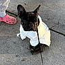 dog, black_dog, hoodie, clothing, pet, leash, pavement, person, footwear, crocs, casual_clothing, outdoor, sidewalk, animal, pet_accessory, street, sitting, canine, urban, gray_pants