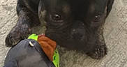 Midnight joined the competition — help win amazing prizes! animal, black_dog, carpet, chewing, close_up, cute, dog, ears, face, french_bulldog, fur, indoor, nose, paws, pet, pet_toy, playing, relaxed, toy, whiskers