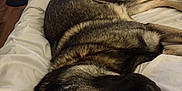 Sadie Lynn joined the competition — help win amazing prizes! dog, sleeping, bed, white_bedding, indoor, furniture, fan, resting, animal, pet, canine, brown_fur, black_fur, relaxation, home, quiet, soft, peaceful, closeup, laying_down