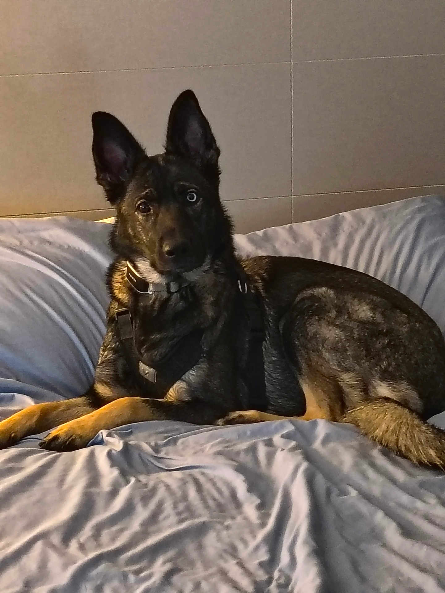 Sadie Lynn joined the competition — help win amazing prizes! dog, bed, indoor, lying_down, mixed_breed, heterochromia, fur, pet, canine, collar, harness, resting, ears_up, looking_at_camera, domestic_animal, animal, comfort, blanket, relaxed, portrait