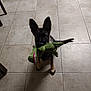 Sadie Lynn joined the competition — help win amazing prizes! dog, puppy, german_shepherd, toy, plush_toy, crocodile_toy, floor, tile_floor, indoor, pet, playful, ears, brown, black, sitting, looking_up, cute, animal, young, pet_toy
