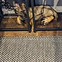 dog, table, wood, metal, floor_mat, outlets, cables, indoor, pet, lying_down, blurry, brown, black, furniture, legs, mesh_shelf, resting, electric, wire, carpet