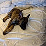 Sadie Lynn is registered to the contest to win money with this photo: puppy, dog, bed, pillow, white_bedspread, sleepy, indoor, pet, canine, fur, ears, lying_down, resting, cute, domestic_animal, animal, young_dog, cozy, relaxed, household