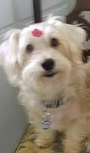 Bruiser joined the competition — help win amazing prizes! canidae, carnivore, companion_dog, dog, dog_breed, ear, fur, maltepoo, non_sporting_group, snout, sporting_group, terrestrial_animal, working_animal