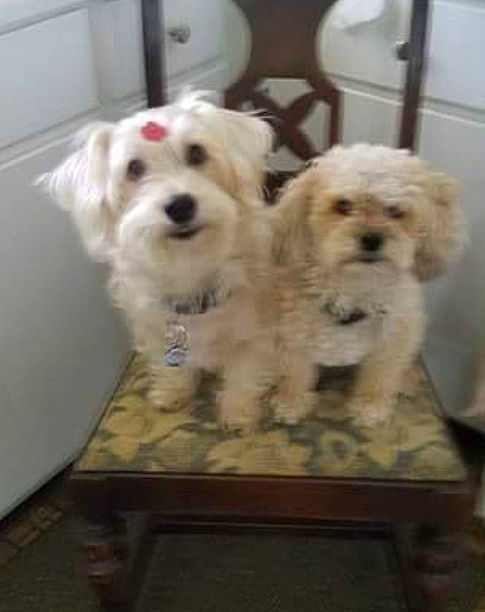 Bruiser joined the competition — help win amazing prizes! canidae, carnivore, companion_dog, dog, dog_breed, dog_supply, flooring, fur, hardwood, labradoodle, maltepoo, puppy_love, small_terrier, snout, sporting_group, terrier, toy_dog, wood, working_animal, yorkipoo