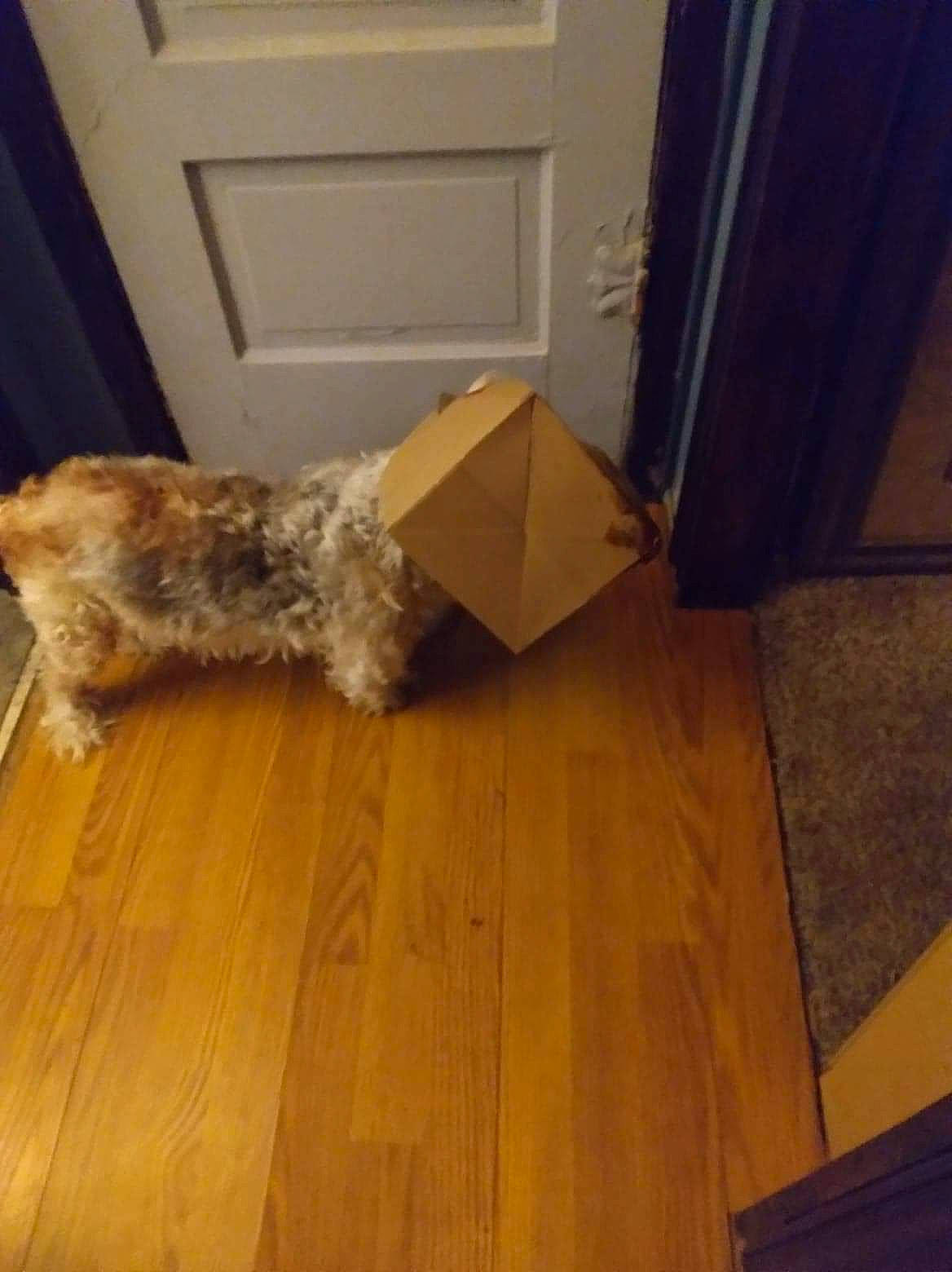 Bruiser is registered to the contest to win money with this photo: beige, box, brown, cardboard, carnivore, companion_dog, dog, dog_breed, door, floor, flooring, hardwood, laminate_flooring, plank, plywood, shipping_box, varnish, wood, wood_flooring, wood_stain