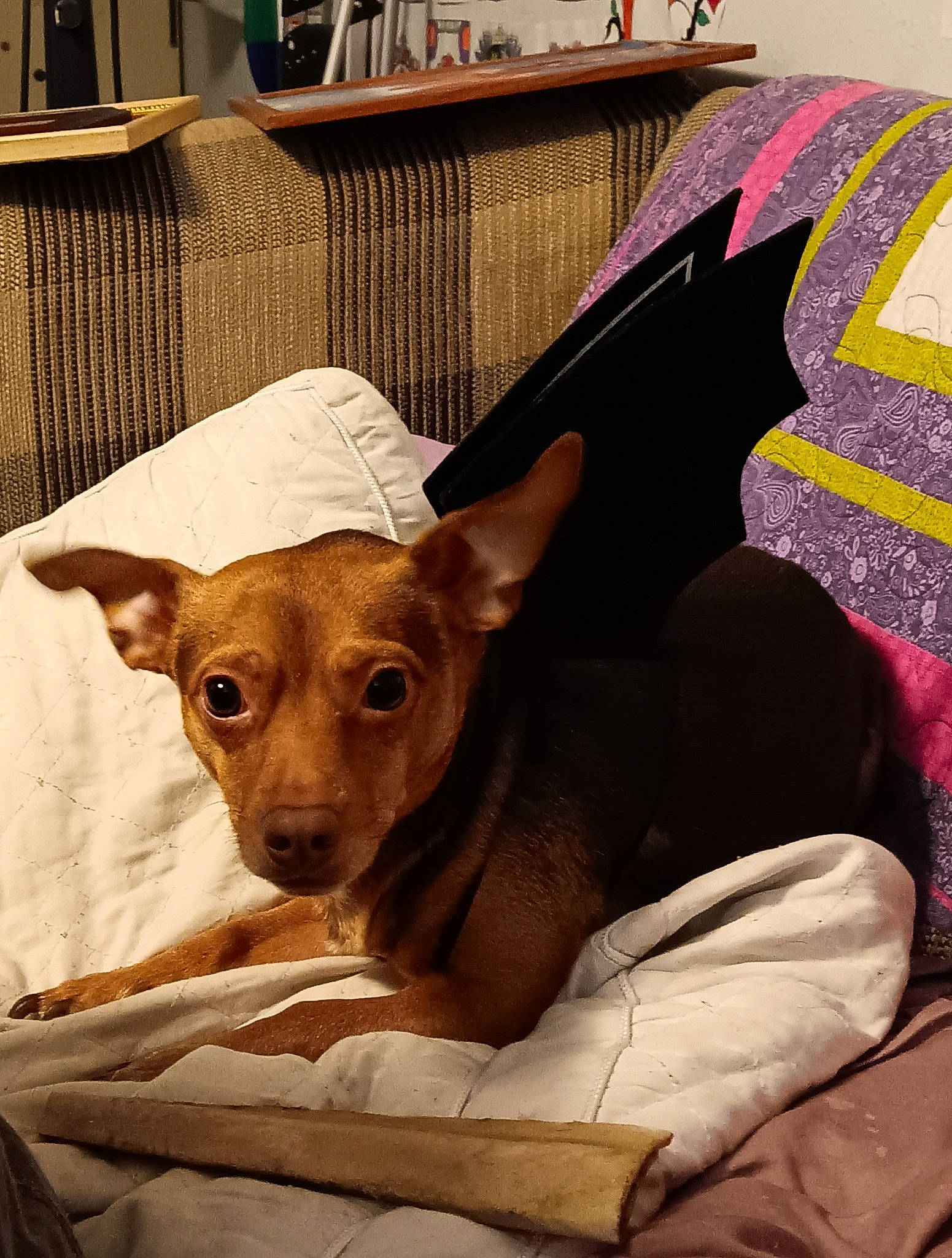 Budwin joined the competition — help win amazing prizes! canidae, carnivore, chair, chihuahua, collar, comfort, companion_dog, dog, dog_breed, dog_supply, ear, fawn, linens, liver, snout, sporting_group, table, toy_dog, whiskers, working_animal