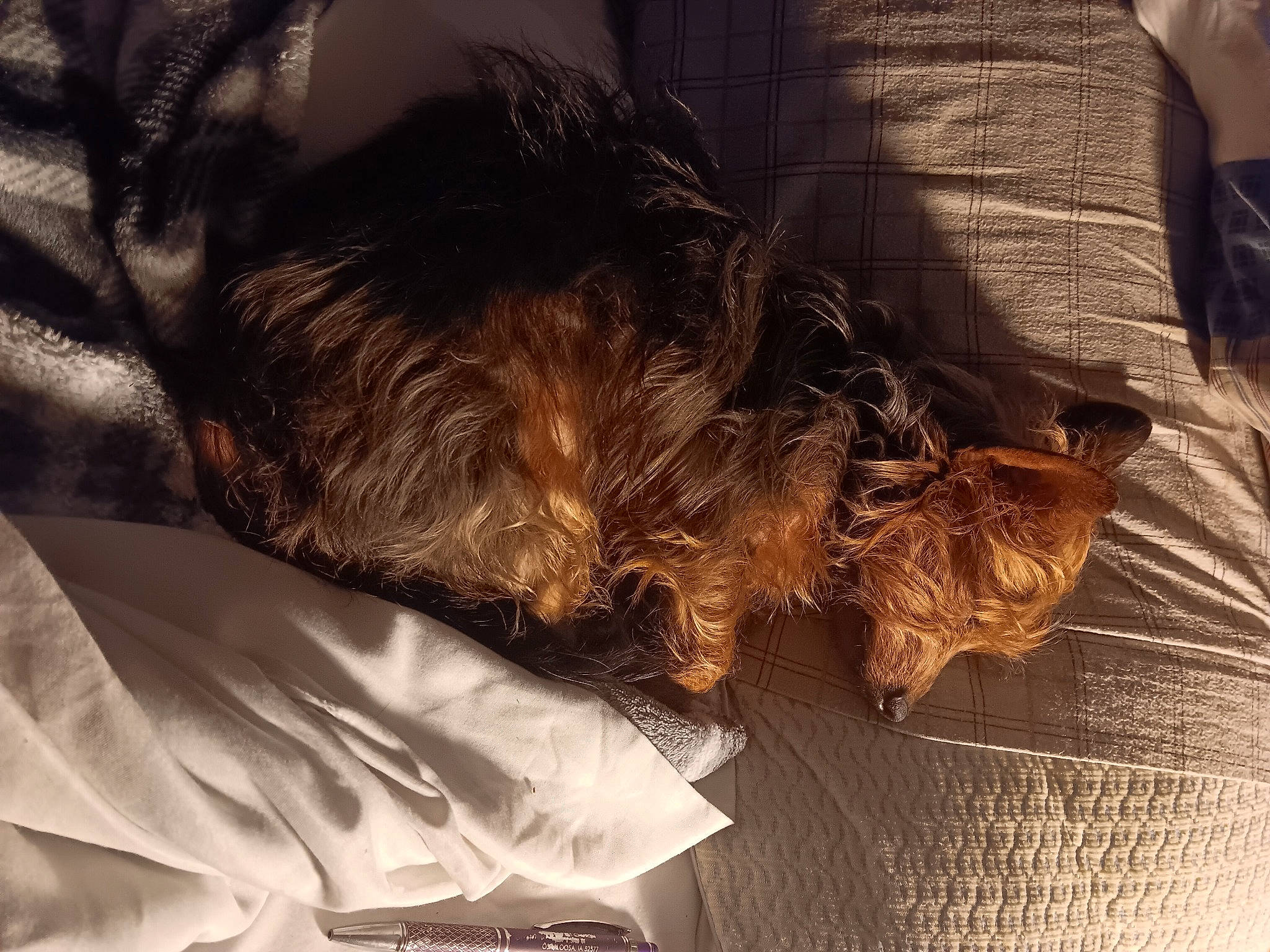 Budwin joined the competition — help win amazing prizes! bedding, canidae, carnivore, comfort, companion_dog, dog, dog_breed, fur, hardwood, human_leg, linens, liver, nap, sleep, small_terrier, sporting_group, terrier, tints_and_shades, toy_dog, wood