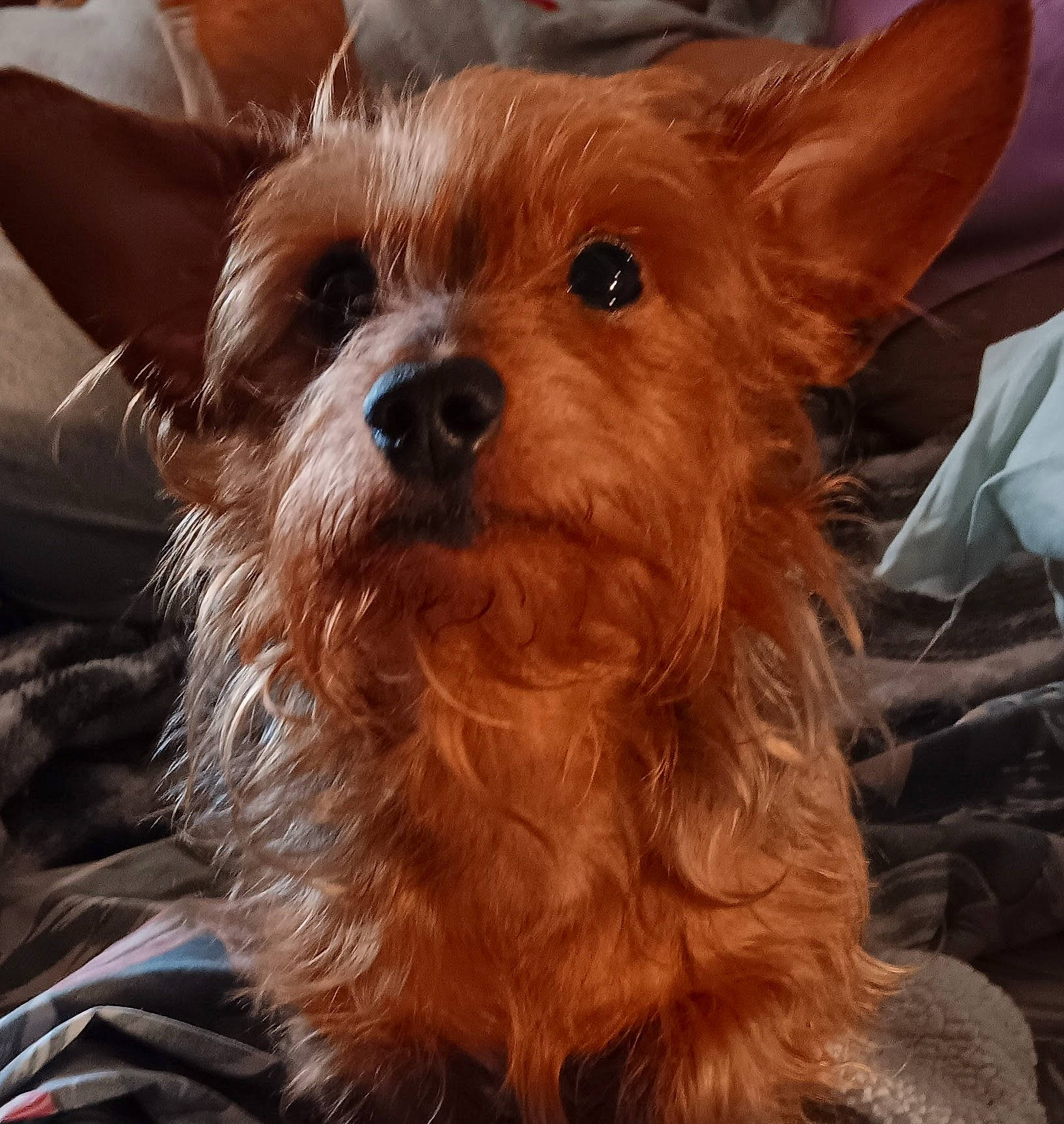 Budwin joined the competition — help win amazing prizes! australian_terrier, canidae, carnivore, companion_dog, dog, dog_breed, dog_supply, ear, fawn, fur, liver, small_terrier, snout, sporting_group, terrier, toy_dog, whiskers, working_animal, yorkipoo, yorkshire_terrier