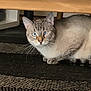 Pharo a rejoint le concours — aidez-le/la à gagner de superbes lots ! alert, animal, blue_eyes, carpet, cat, closeup, crouching, curious, cute, domestic_cat, feline, fur, household, indoor, mammal, pet, striped_tail, tabby, whiskers, wooden_table