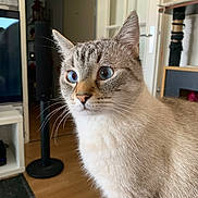 Pharo participe au concours pour gagner de l'argent avec cette photo : animal, blue_eyes, cat, close_up, curious, domestic_cat, door, ears, face, feline, fur, home, indoor, mammal, pet, scratching_post, television, whiskers, window, wooden_floor