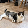 cat, tabby, white, indoor, wooden_floor, flooring, relaxed, animal, pet, feline, looking, ears, whiskers, legs, furniture, chair_legs, curious, domestic_cat, resting, cute