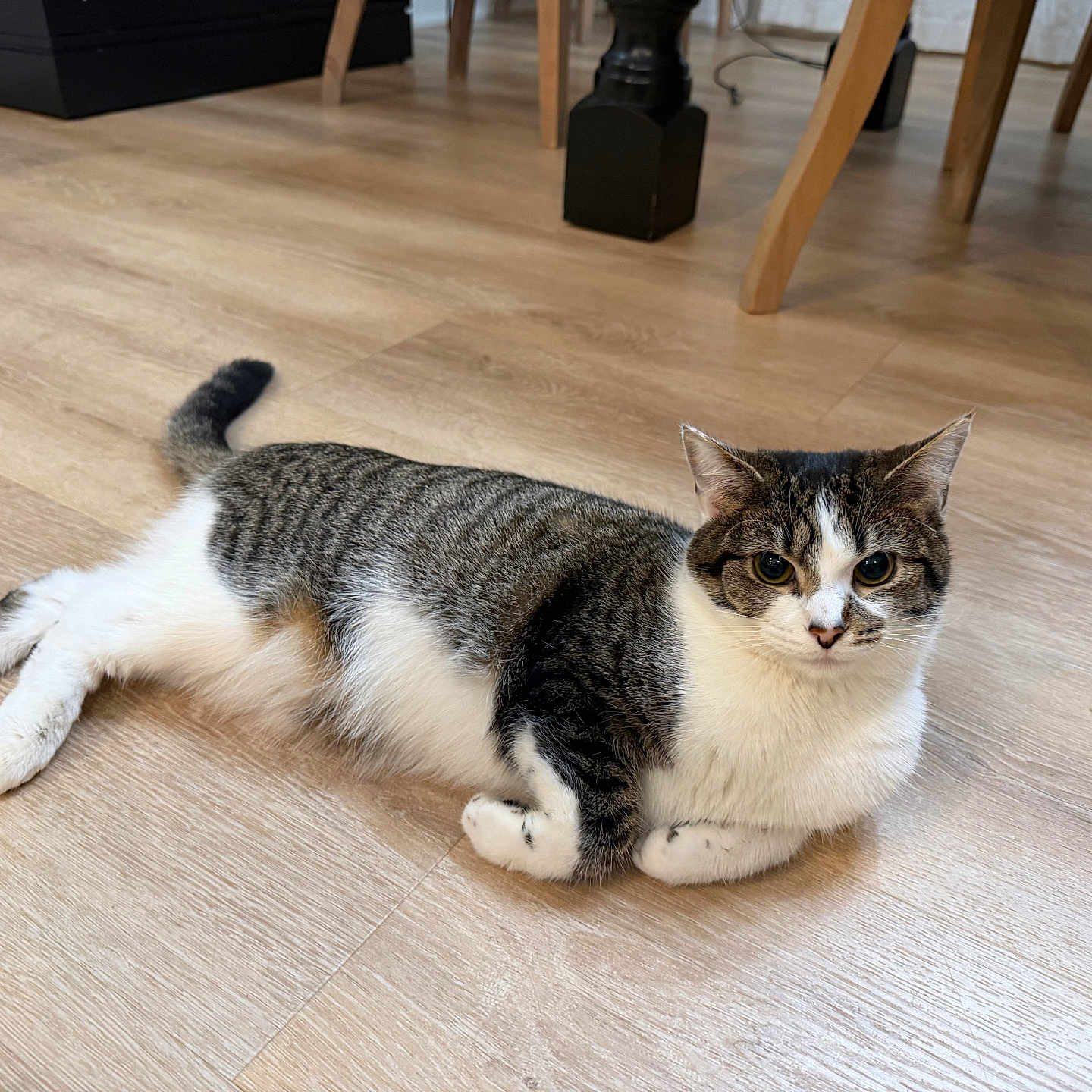 Trixie is registered to the contest to win money with this photo: animal, cat, chair_legs, curious, cute, domestic_cat, ears, feline, flooring, furniture, indoor, legs, looking, pet, relaxed, resting, tabby, whiskers, white, wooden_floor