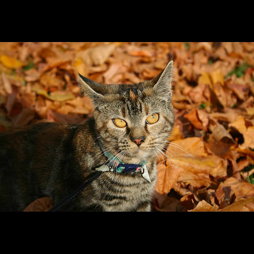 Peaches is registered to the contest to win money with this photo: abyssinian, accessories, animal, art, bodypart, cat, collage, collar, egyptiancat, hardwood, kitten, leaf, leash, manx, mouth, person, pet, plant, strap, wood