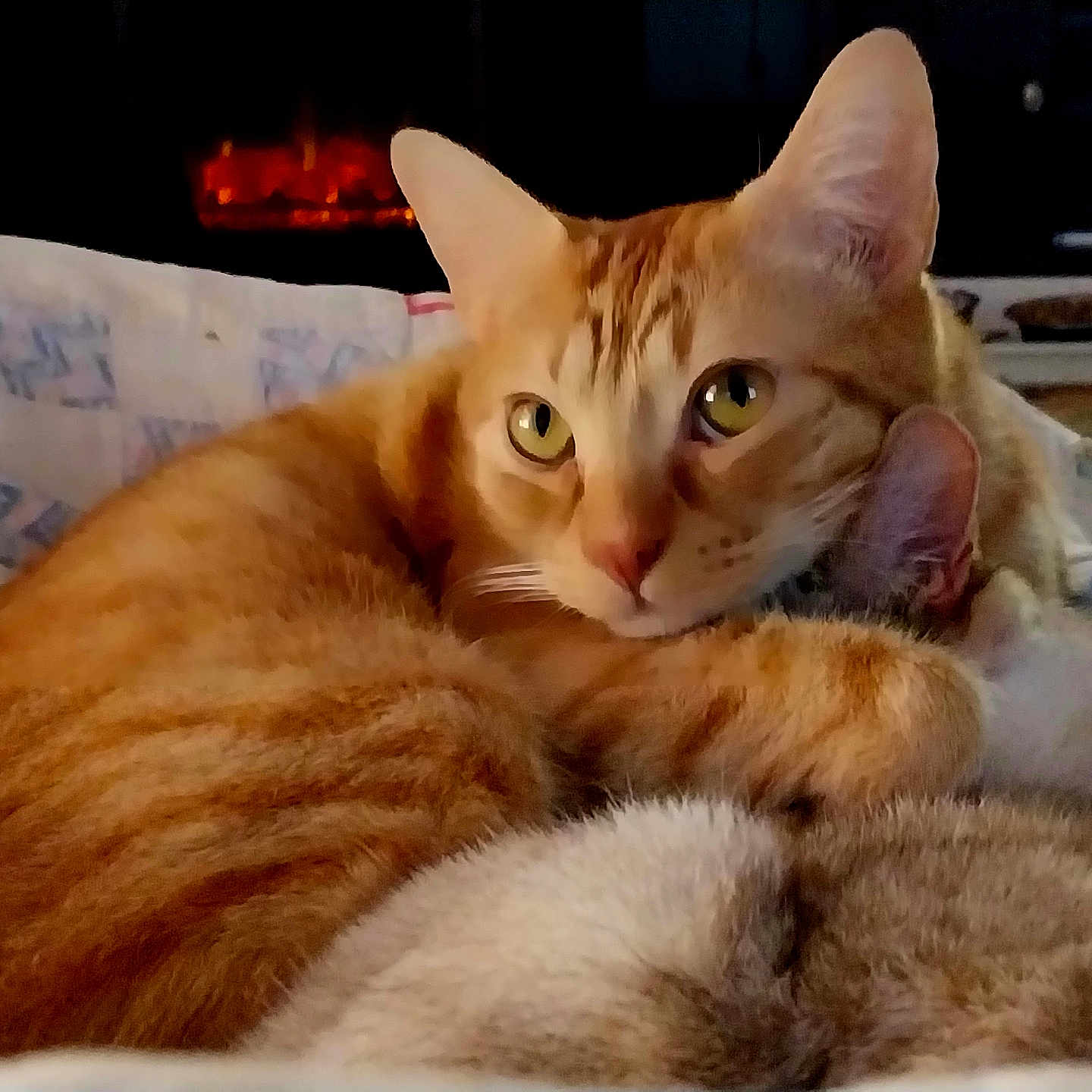 Pumpkin Pie joined the competition — help win amazing prizes! abyssinian, angora, animal, blanket, cat, couch, egyptiancat, furniture, indoors, kitten, manx, person, pet, siamese, sleeping