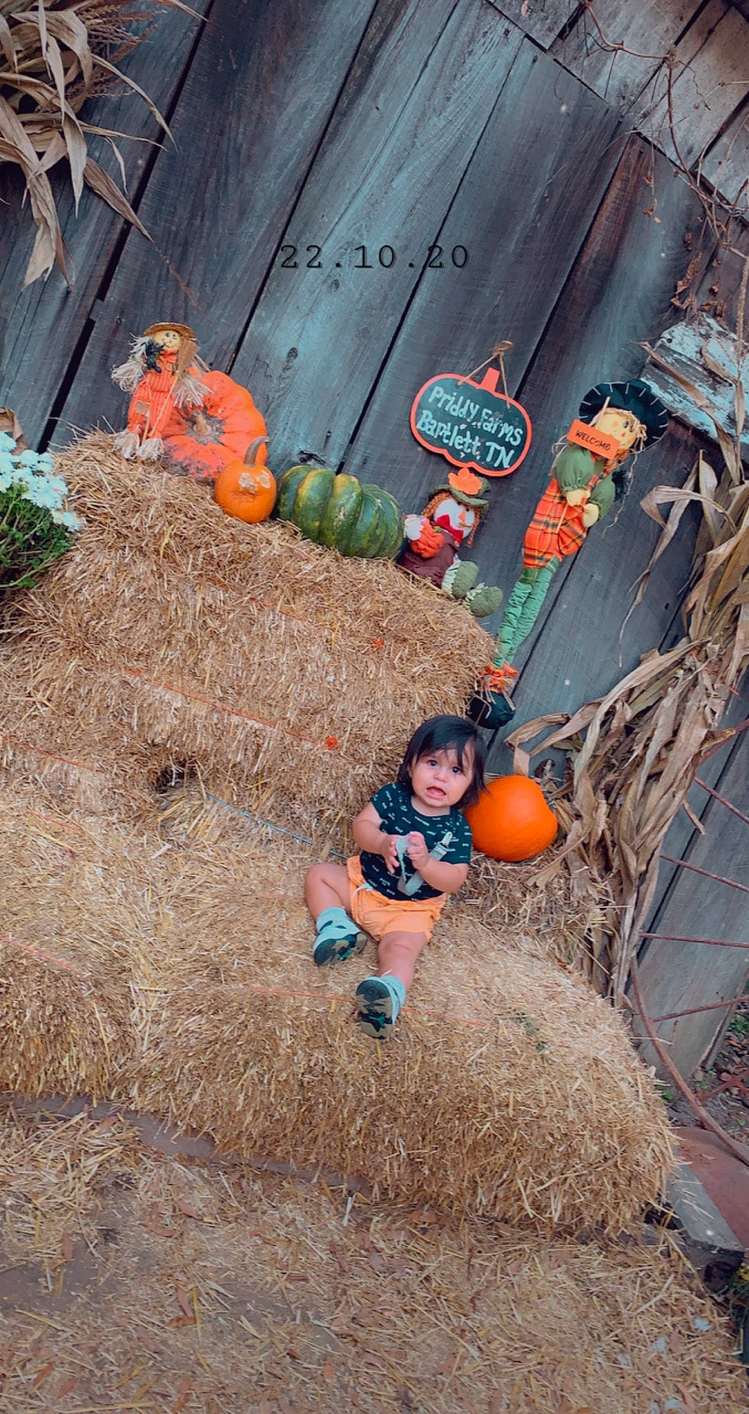 Christopher joined the competition — help win amazing prizes! agriculture, calabaza, child, cucurbita, door, gourd, grass, hay, local_food, natural_foods, orange, person, plant, pumpkin, soil, squash, toddler, vegetable, whole_food, winter_squash