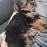 puppy, dog, sleeping, cute, fluffy, black_and_tan, small_dog, blanket, cozy, resting, pet, fur, paw, indoor, relaxing, human_arm, cuddle, adorable, napping, companion