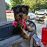 Chanel is registered to the contest to win money with this photo: dog, puppy, pet, canine, harness, carrier, outdoor, sunlight, table, plastic_cup, trees, blurred_background, happy, tongue_out, small_dog, fur, black_and_tan, pet_accessory, sidewalk, vehicle