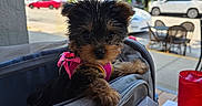 Chanel joined the competition — help win amazing prizes! puppy, dog, pet_carrier, pink_harness, outdoor, table, chair, car, tree, sunlight, blurred_background, cute, small_dog, fur, black_and_brown, sidewalk, window, drink_cup, leash, pet