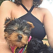 Chanel is registered to the contest to win money with this photo: puppy, dog, pet, animal, cute, fur, outdoor, person, clothing, halter_top, curly_hair, colorful_harness, sleepy, closeup, portrait, cuddling, young, black_fur, brown_fur, summer