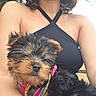 puppy, dog, pet, animal, cute, fur, outdoor, person, clothing, halter_top, curly_hair, colorful_harness, sleepy, closeup, portrait, cuddling, young, black_fur, brown_fur, summer