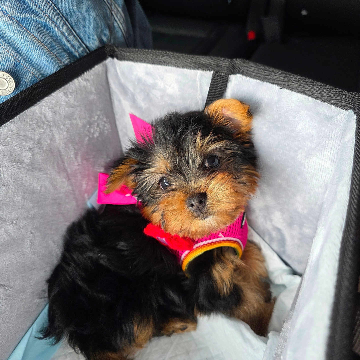 Chanel is registered to the contest to win money with this photo: puppy, dog, pet, cute, pink_bow, pink_harness, carrier, furry, small_dog, cozy, indoor, blanket, soft, animal, face, ears, fur, black_fur, brown_fur, car_interior