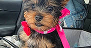 Chanel is registered to the contest to win money with this photo: accessory, animal, black_fur, brown_fur, car_interior, car_seat, cute, denim_jacket, dog, fur, indoors, pet, pink_scarf, puppy, rain, red_flower, seatbelt, sitting, small_dog, window