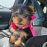 Chanel is registered to the contest to win money with this photo: puppy, dog, car_seat, pink_scarf, red_flower, denim_jacket, car_interior, window, rain, fur, cute, pet, animal, small_dog, seatbelt, black_fur, brown_fur, accessory, sitting, indoors